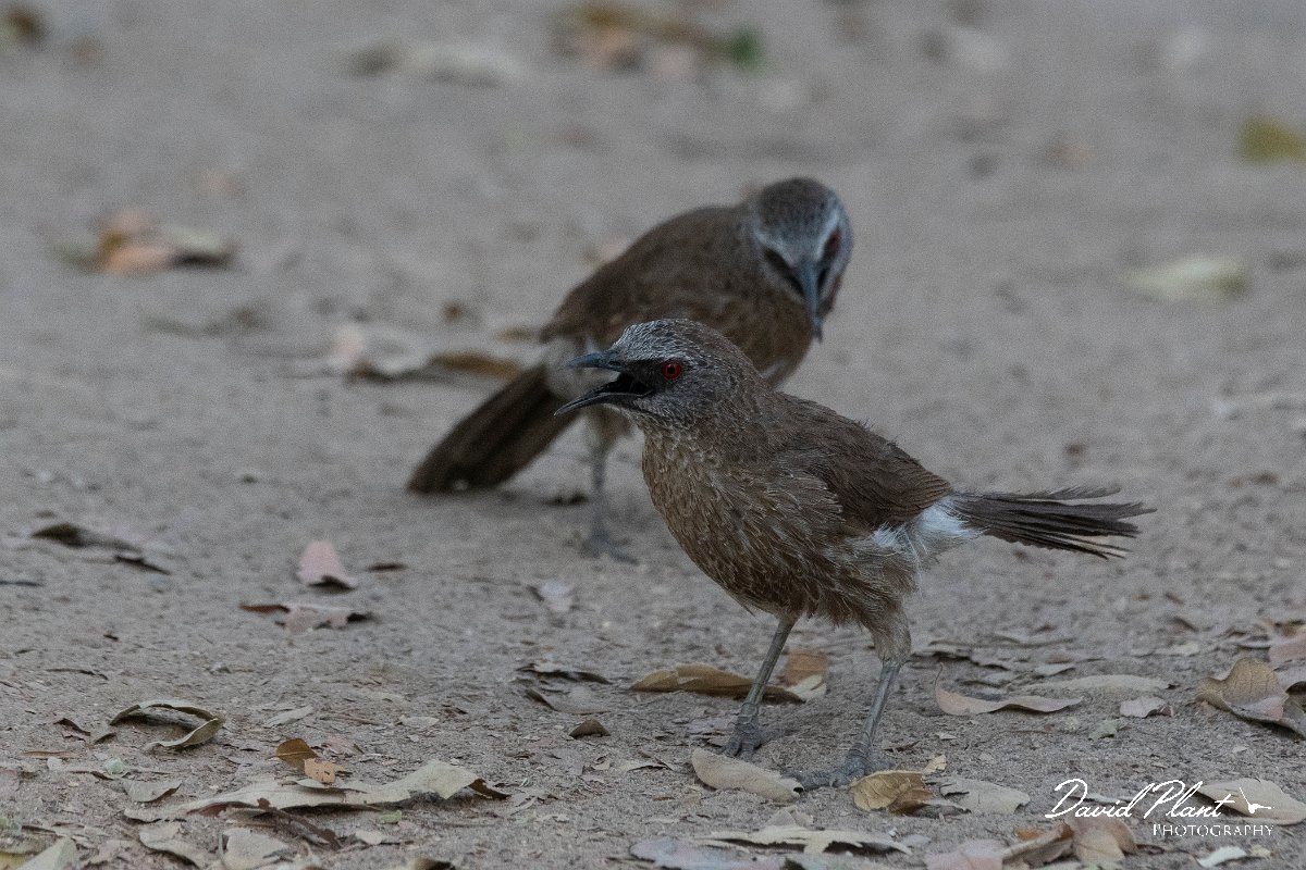 DPPhotography - Namibia - Hartlaub's babbler - A.jpg - Hartlaub's babbler - Mahango National Park
