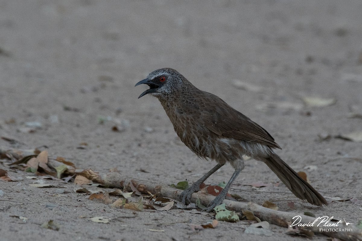 DPPhotography - Namibia - Hartlaub's babbler - B.jpg - Hartlaub's babbler - Mahango National Park