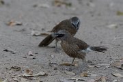 DPPhotography - Namibia - Hartlaub's babbler - A
