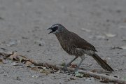 DPPhotography - Namibia - Hartlaub's babbler - B