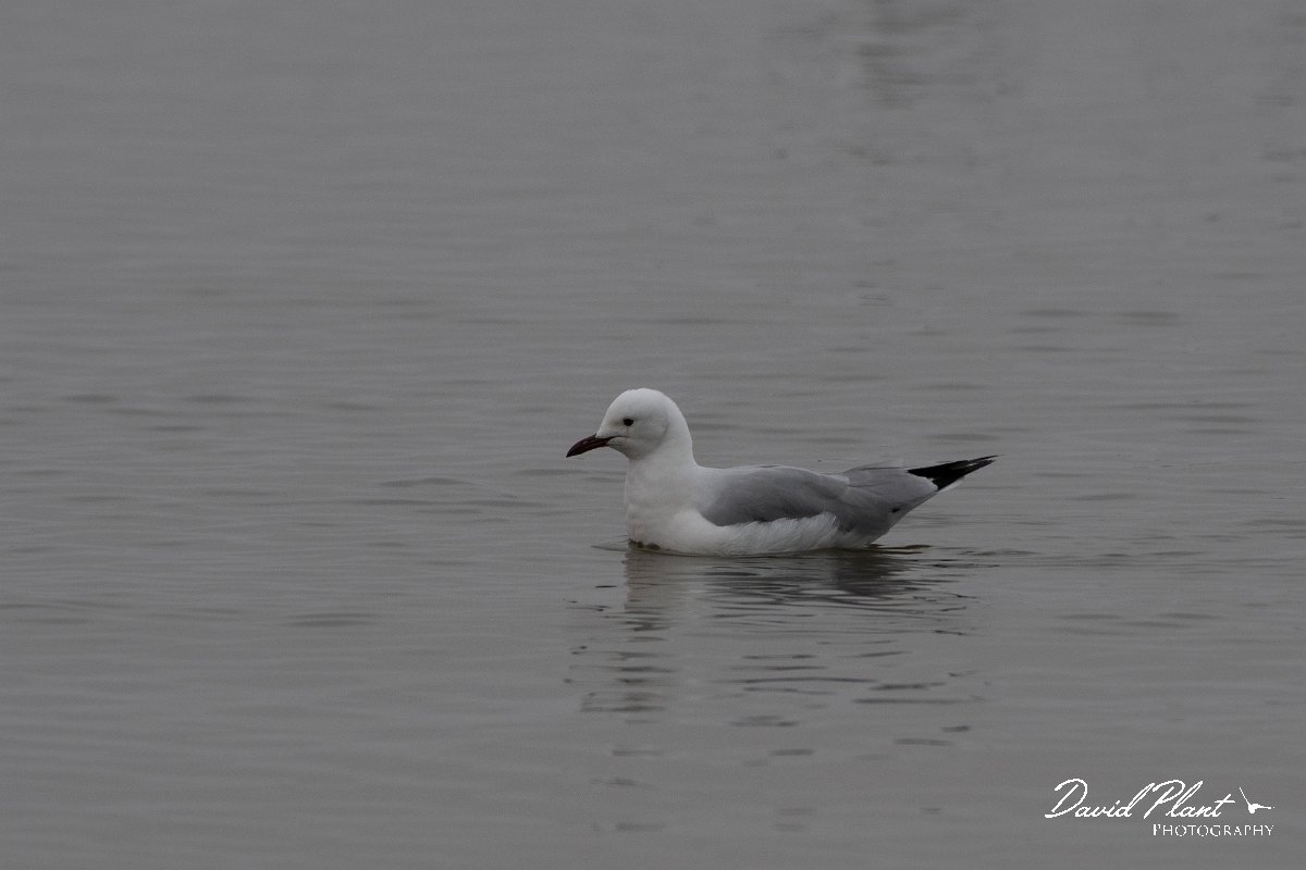 DPPhotography - Namibia - Hartlaub's gull - A.jpg - Hartlaub's gull - Walvis Bay