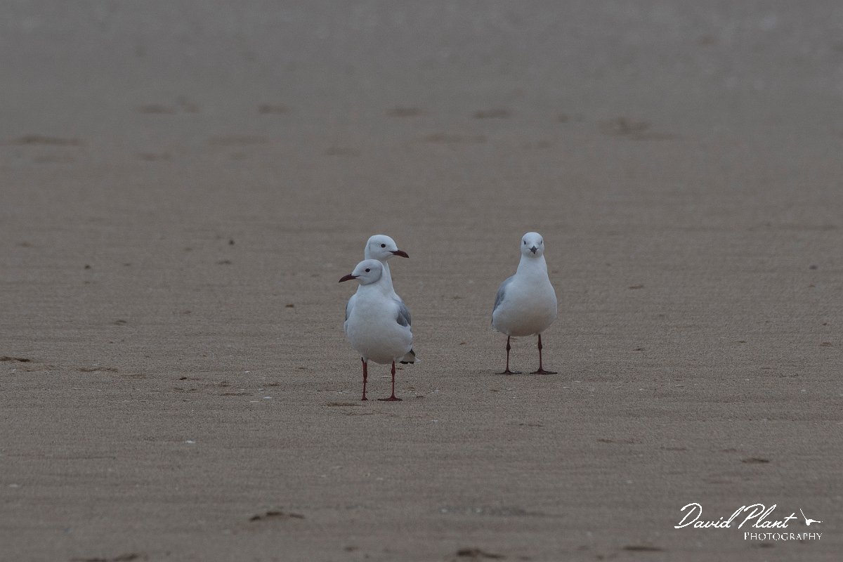 DPPhotography - Namibia - Hartlaub's gull - B.jpg - Hartlaub's gull - Walvis Bay