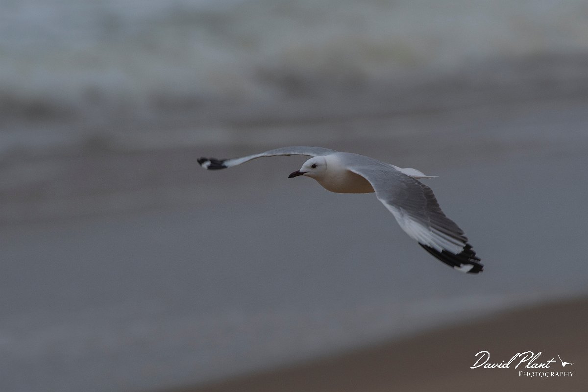 DPPhotography - Namibia - Hartlaub's gull - C.jpg - Hartlaub's gull - Walvis Bay