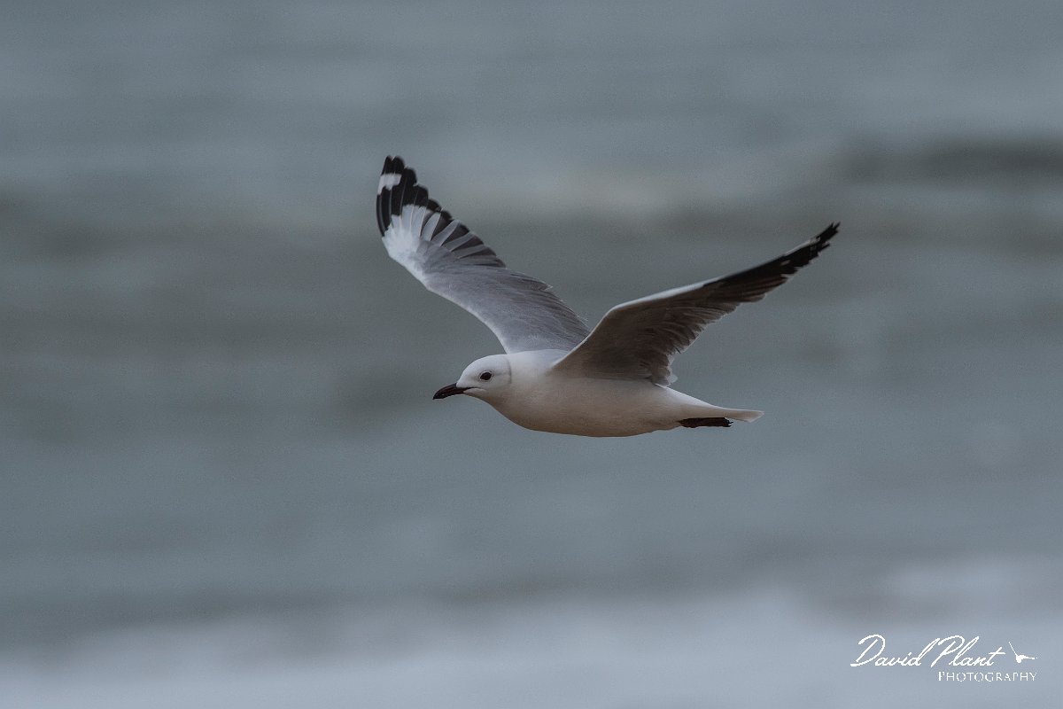 DPPhotography - Namibia - Hartlaub's gull - D.jpg - Hartlaub's gull - Walvis Bay