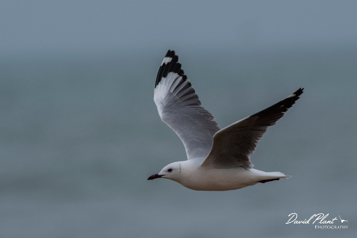 DPPhotography - Namibia - Hartlaub's gull - E.jpg - Hartlaub's gull - Walvis Bay