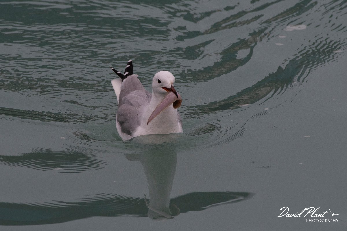 DPPhotography - Namibia - Hartlaub's gull - F.jpg - Hartlaub's gull - Walvis Bay