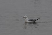 DPPhotography - Namibia - Hartlaub's gull - A