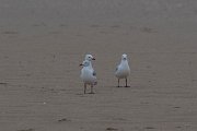 DPPhotography - Namibia - Hartlaub's gull - B