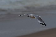 DPPhotography - Namibia - Hartlaub's gull - C