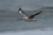 DPPhotography - Namibia - Hartlaub's gull - D