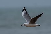 DPPhotography - Namibia - Hartlaub's gull - E