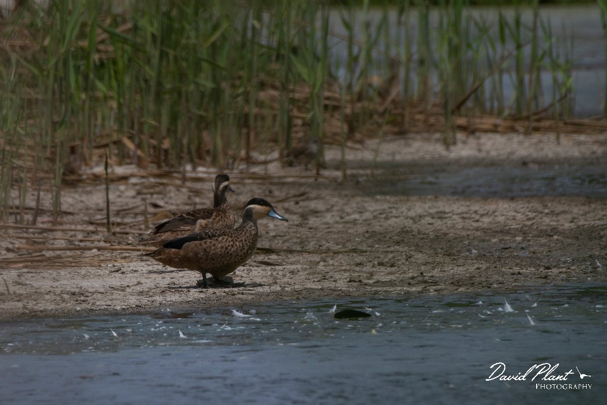 DPPhotography - Namibia - Hottentot teal - A.jpg - Hottentot teal - Walvis Bay Bird Sanctuary