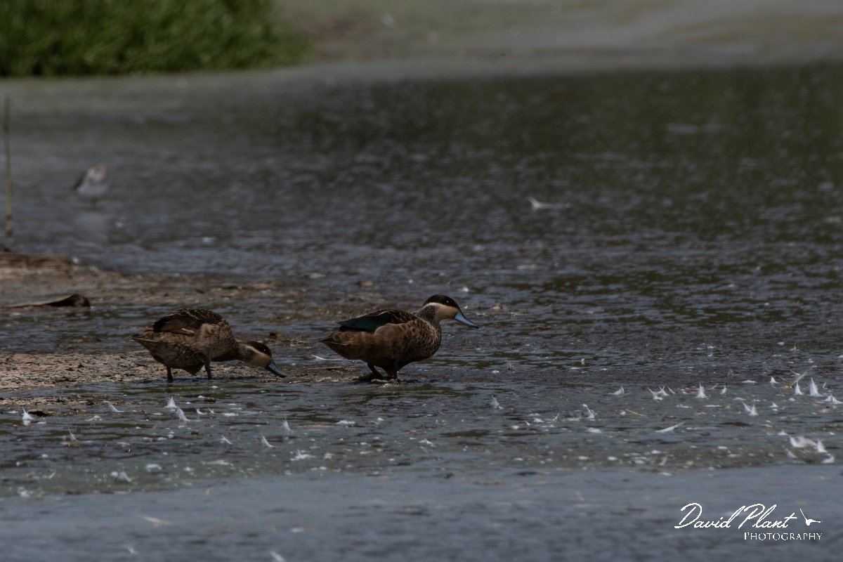DPPhotography - Namibia - Hottentot teal - B.jpg - Hottentot teal - Walvis Bay Bird Sanctuary