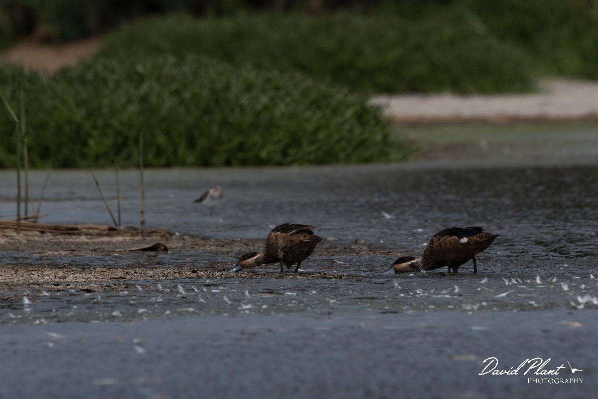 DPPhotography - Namibia - Hottentot teal - C.jpg - Hottentot teal - Walvis Bay Bird Sanctuary