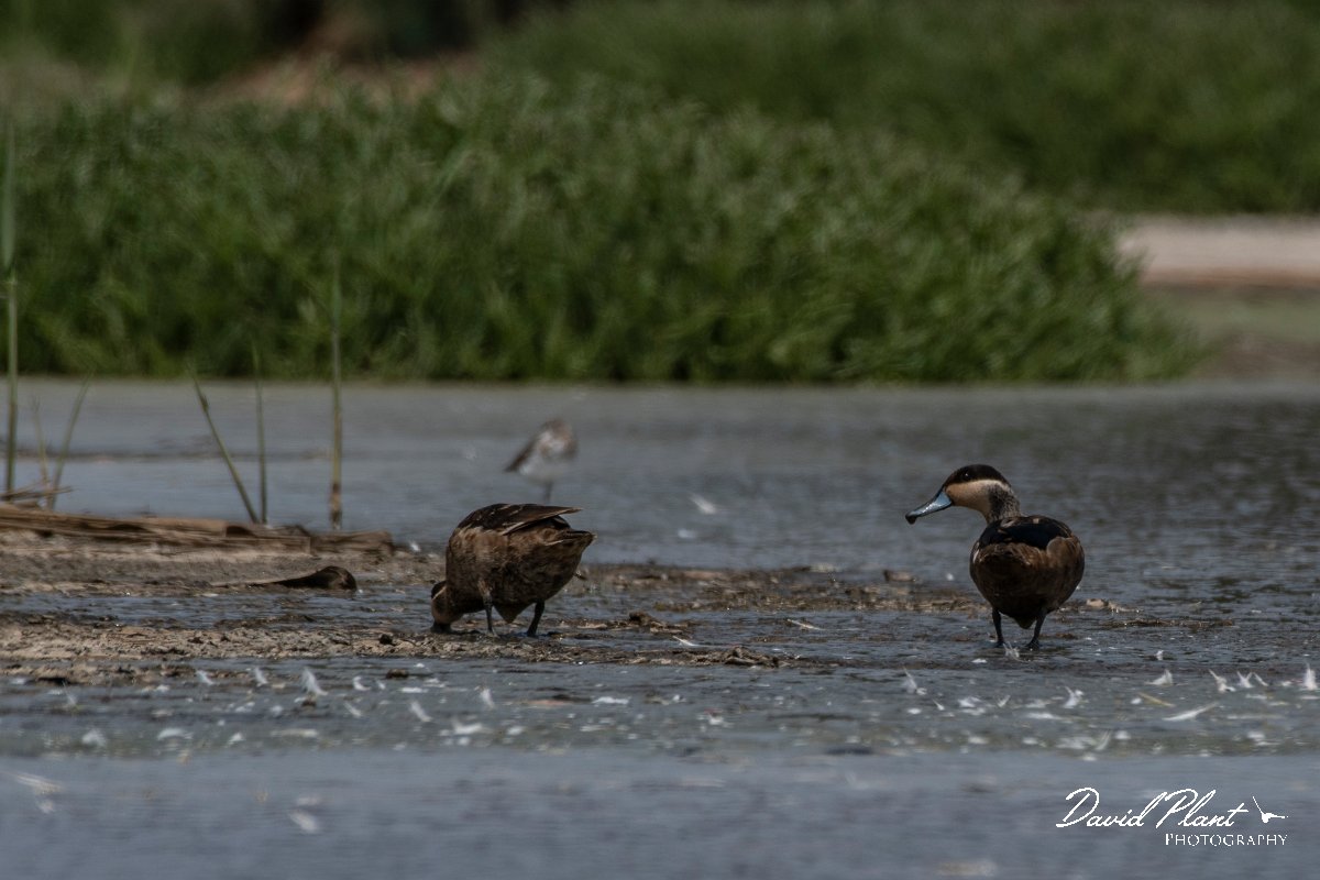 DPPhotography - Namibia - Hottentot teal - D.jpg - Hottentot teal - Walvis Bay Bird Sanctuary