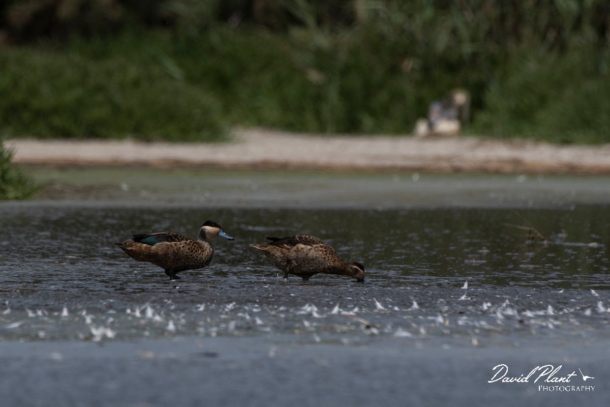 DPPhotography - Namibia - Hottentot teal - E.jpg - Hottentot teal - Walvis Bay Bird Sanctuary