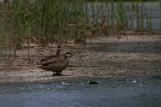 DPPhotography - Namibia - Hottentot teal - A