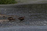 DPPhotography - Namibia - Hottentot teal - B