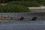DPPhotography - Namibia - Hottentot teal - C