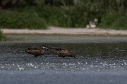 DPPhotography - Namibia - Hottentot teal - E