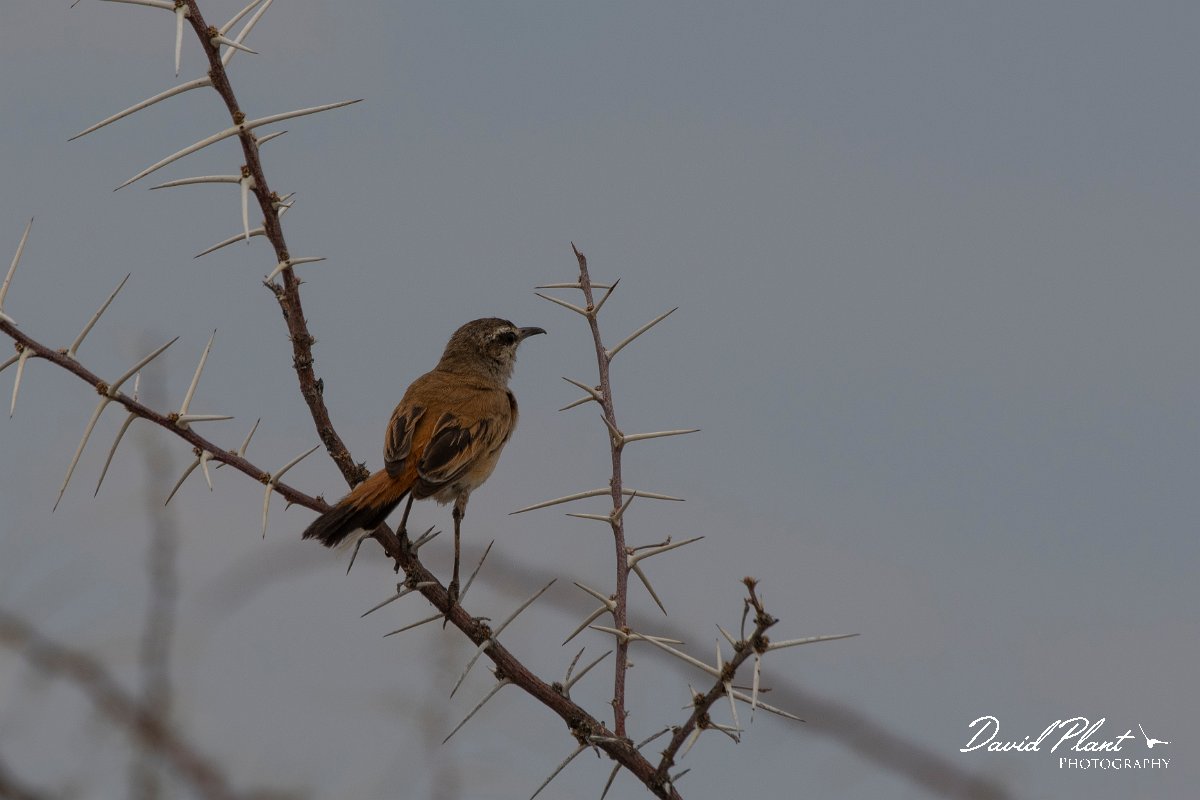 DPPhotography - Namibia - Kalahari scrub-robin - A.jpg - Kalahari scrub-robin - Etosha National Park