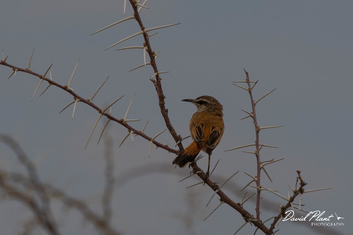 DPPhotography - Namibia - Kalahari scrub-robin - B.jpg - Kalahari scrub-robin - Etosha National Park