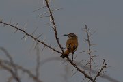 DPPhotography - Namibia - Kalahari scrub-robin - B