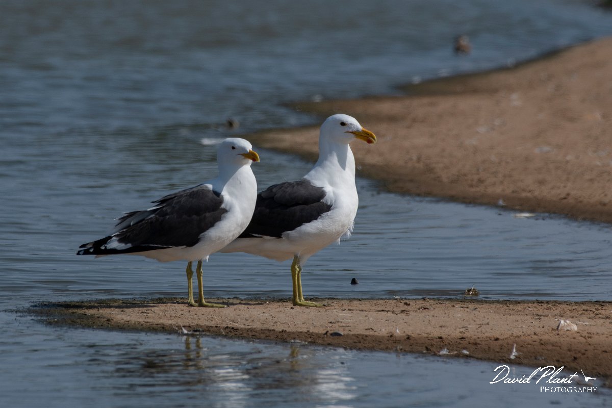 DPPhotography - Namibia - Kelp gull - A.jpg - Kelp gull - Walvis Bay Bird Sanctuary