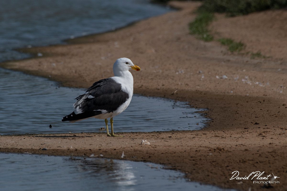 DPPhotography - Namibia - Kelp gull - B.jpg - Kelp gull - Walvis Bay Bird Sanctuary