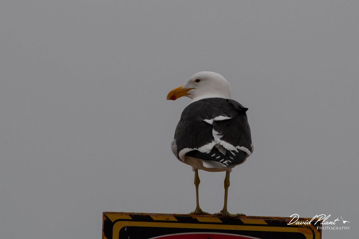DPPhotography - Namibia - Kelp gull - C.jpg - Kelp gull - Walvis Bay