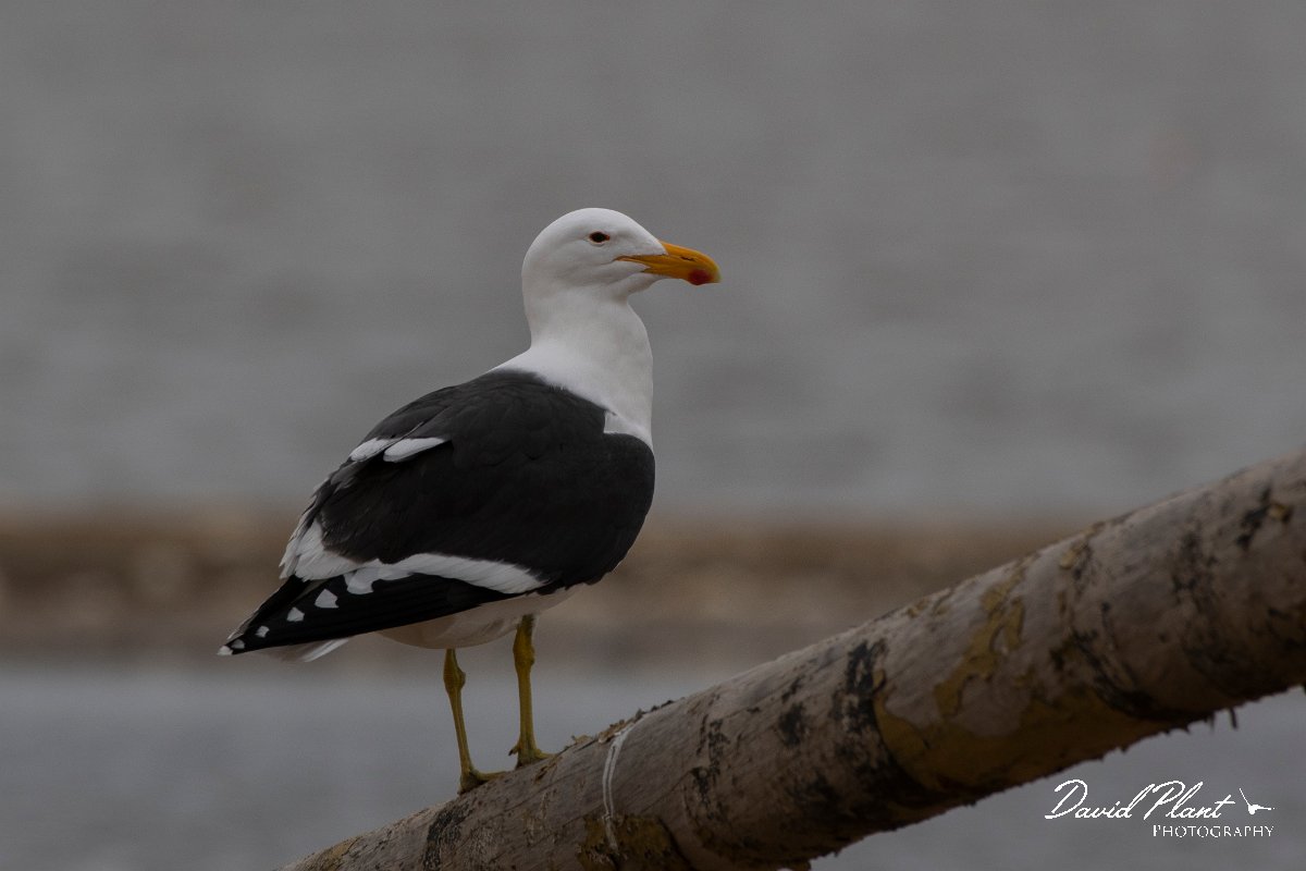 DPPhotography - Namibia - Kelp gull - E.jpg - Kelp gull - Walvis Bay