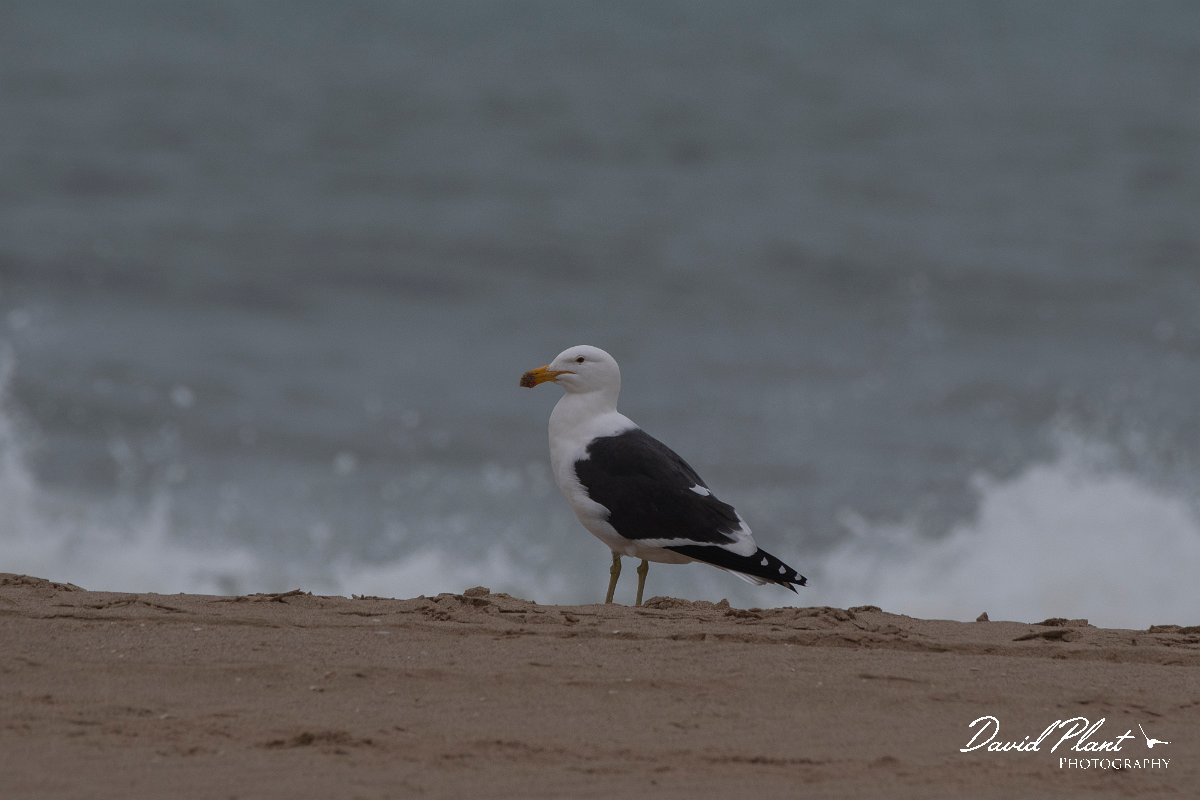 DPPhotography - Namibia - Kelp gull - F.jpg - Kelp gull - Walvis Bay