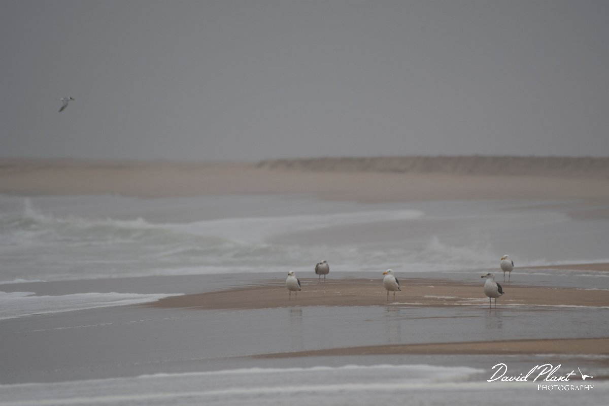 DPPhotography - Namibia - Kelp gull - H.jpg - Kelp gull - Walvis Bay