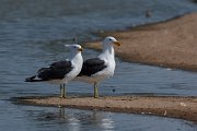 DPPhotography - Namibia - Kelp gull - A