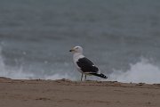 DPPhotography - Namibia - Kelp gull - F