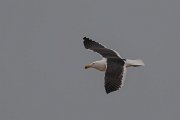 DPPhotography - Namibia - Kelp gull - G