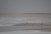 DPPhotography - Namibia - Kelp gull - H