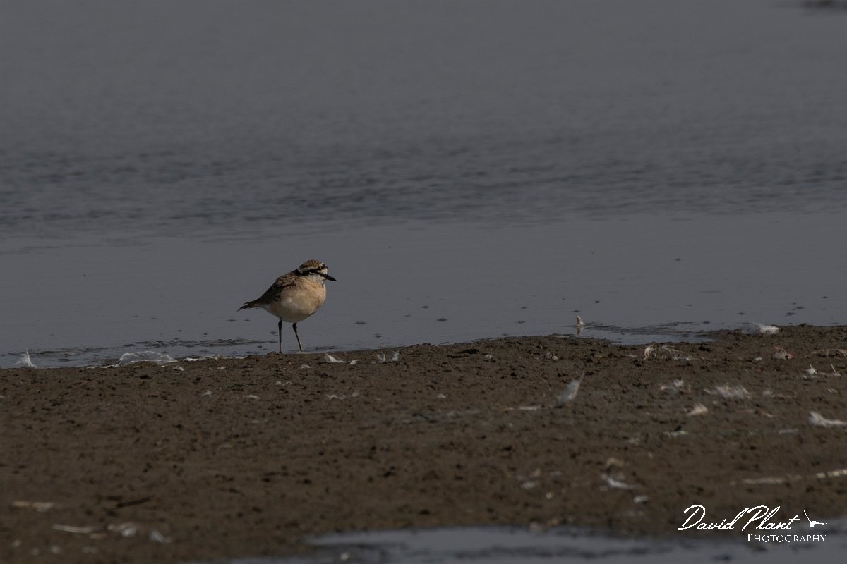 DPPhotography - Namibia - Kittlitz's plover - A.jpg - Kittlitz's plover - Walvis Bay Bird Sanctuary