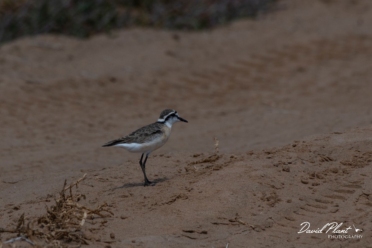 DPPhotography - Namibia - Kittlitz's plover - B.jpg - Kittlitz's plover - Walvis Bay Bird Sanctuary