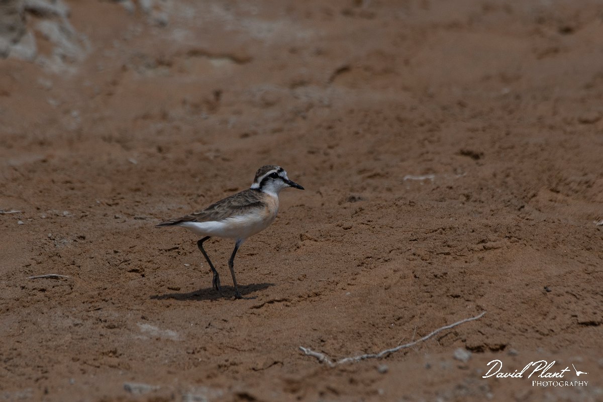 DPPhotography - Namibia - Kittlitz's plover - C.jpg - Kittlitz's plover - Walvis Bay Bird Sanctuary