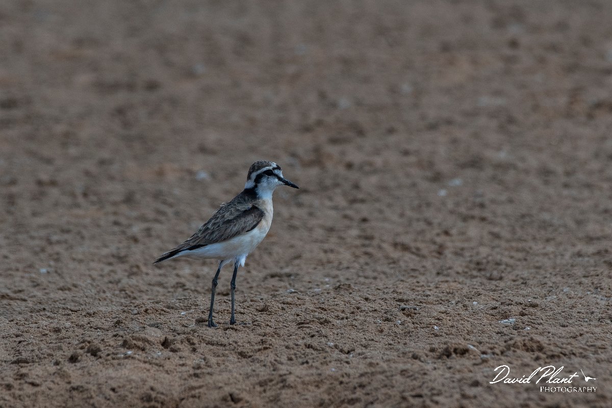 DPPhotography - Namibia - Kittlitz's plover - D.jpg - Kittlitz's plover - Walvis Bay Bird Sanctuary