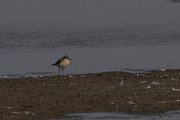 DPPhotography - Namibia - Kittlitz's plover - A