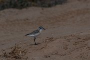 DPPhotography - Namibia - Kittlitz's plover - B