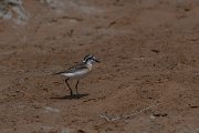 DPPhotography - Namibia - Kittlitz's plover - C