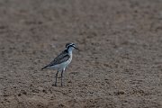 DPPhotography - Namibia - Kittlitz's plover - D
