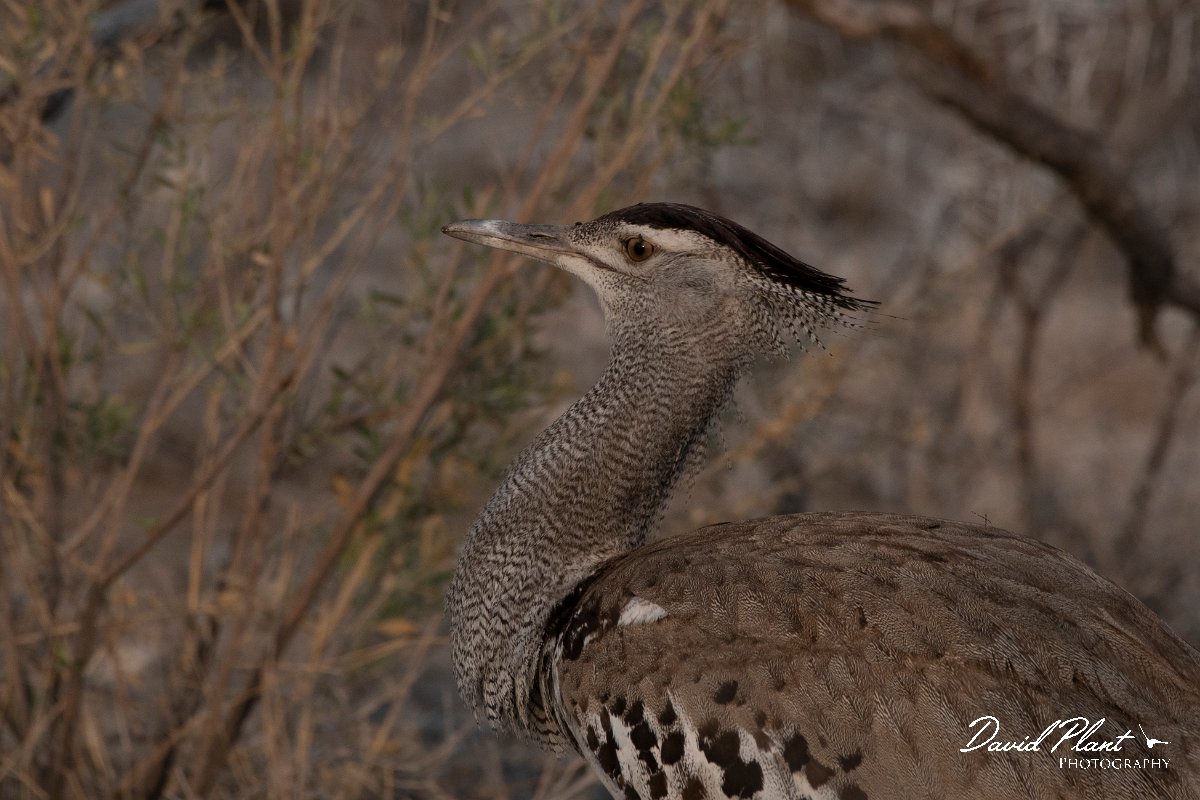 DPPhotography - Namibia - Kori bustard - A.jpg - Kori bustard - Etosha National Park