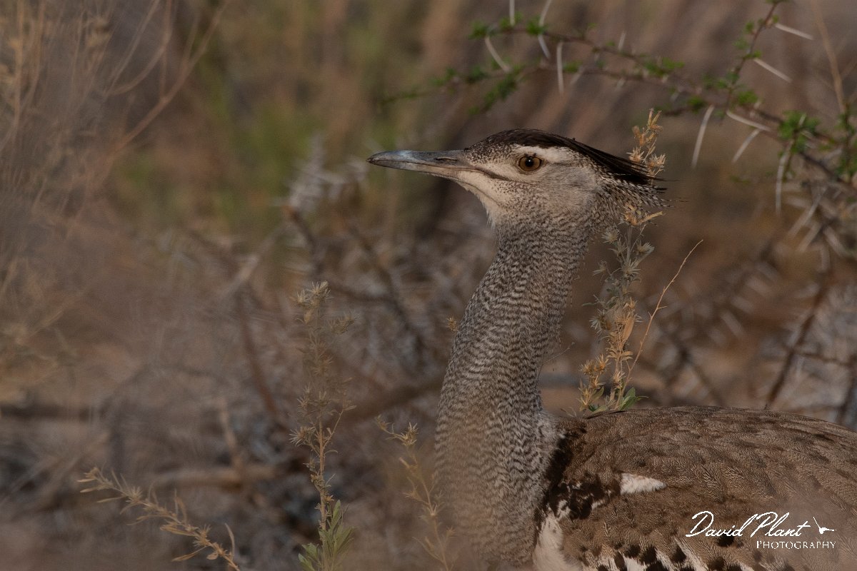 DPPhotography - Namibia - Kori bustard - B.jpg - Kori bustard - Etosha National Park