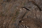 DPPhotography - Namibia - Kori bustard - A