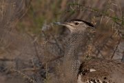 DPPhotography - Namibia - Kori bustard - B