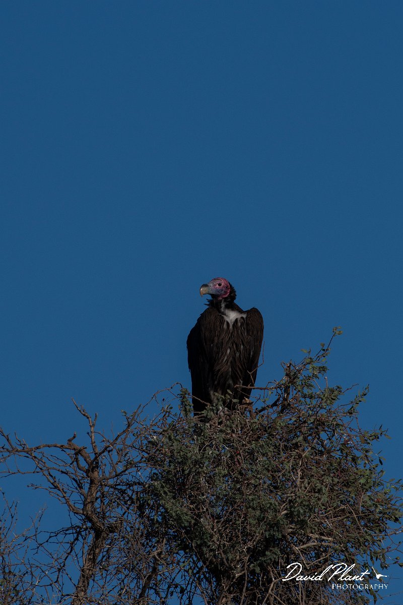 DPPhotography - Namibia - Lappet-faced vulture - B.jpg - Lappet-faced vulture - Namib-Naukluft National Park